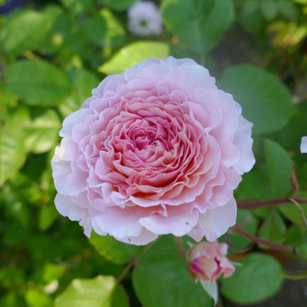 Rosa James Galway - Englische Rose