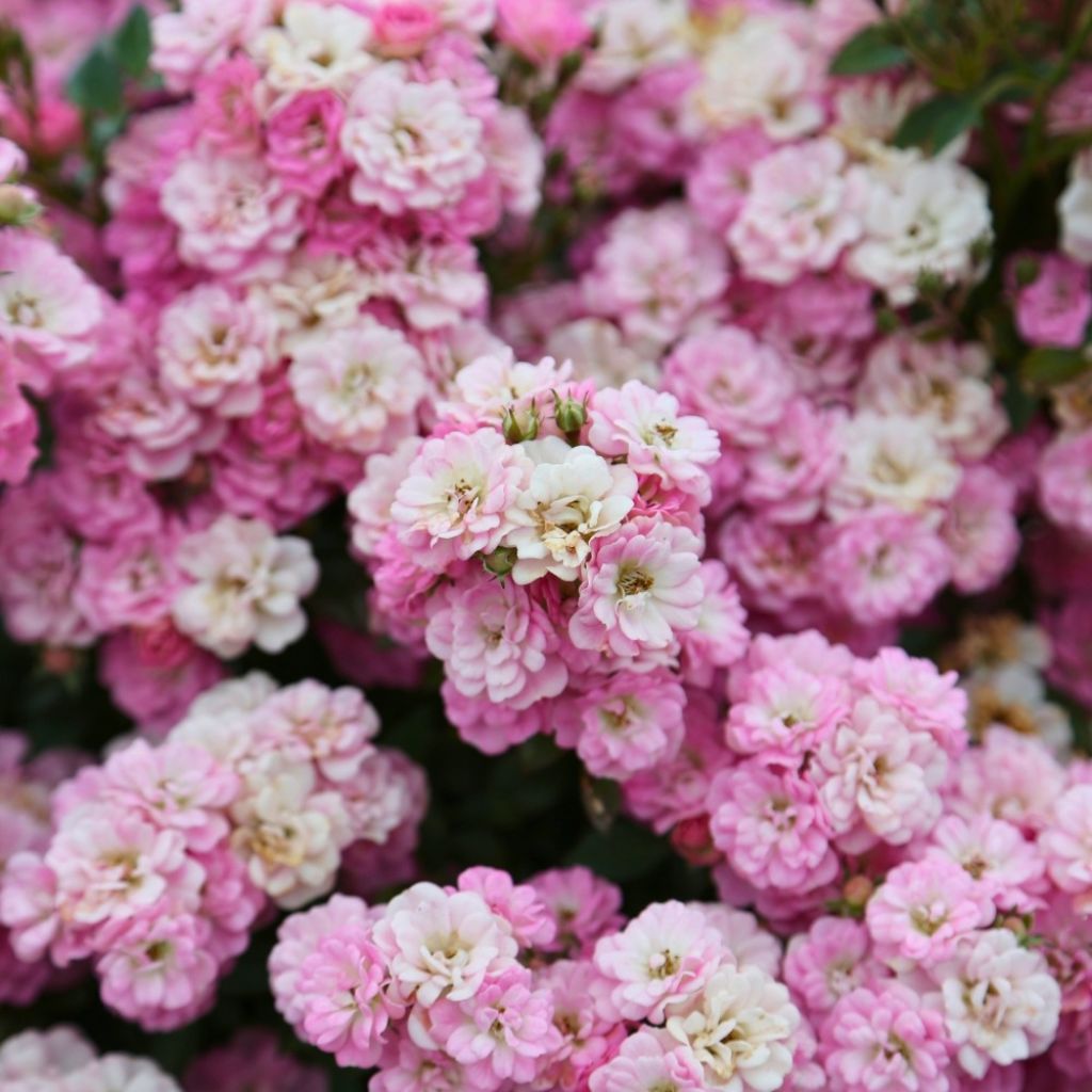 Rosa Galaxy Naos - Zwergrose