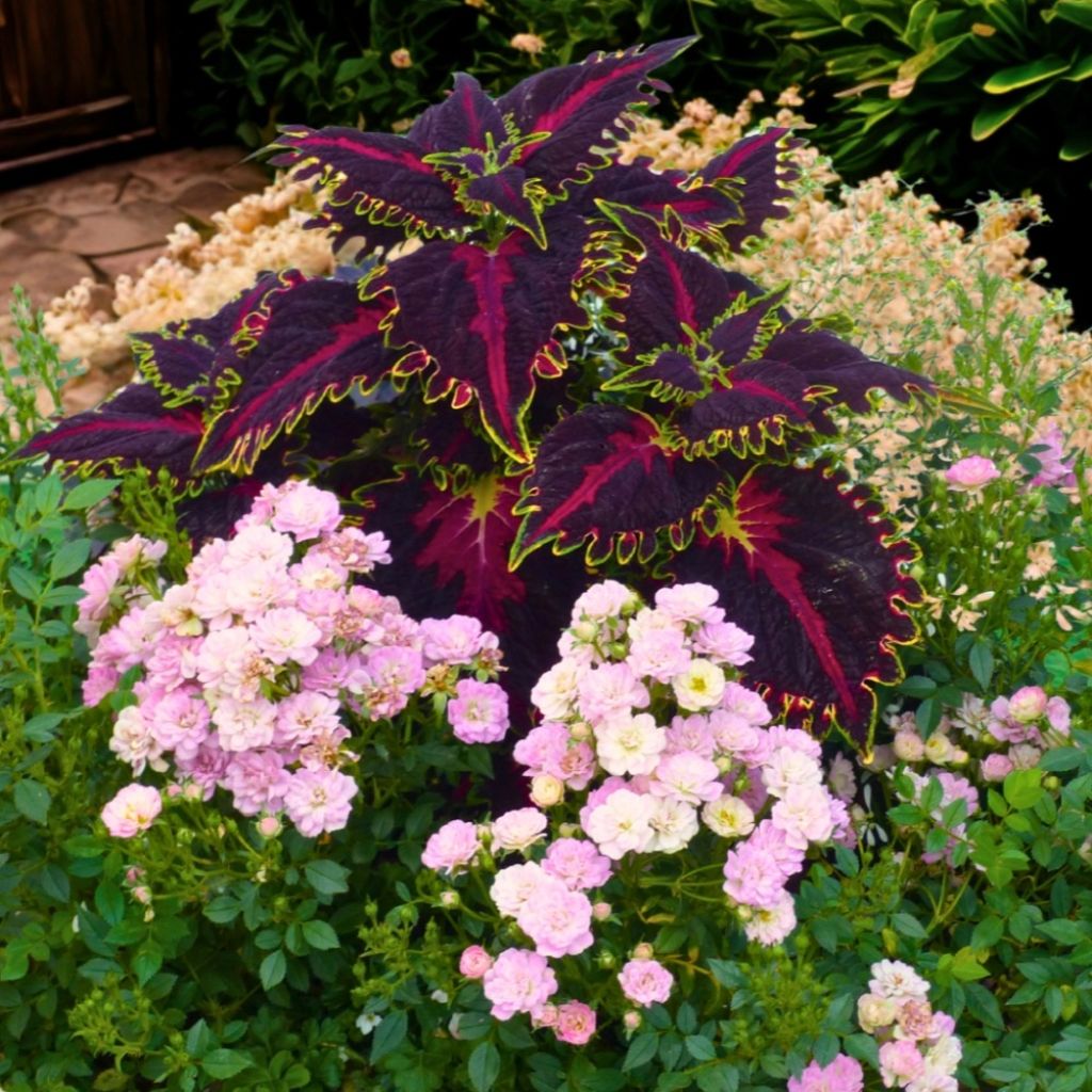 Rosa Galaxy Naos - Zwergrose