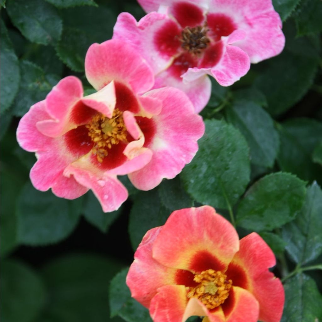 Rosa persica Sunshine Babylon Eyes - Zwerg-Parkrose