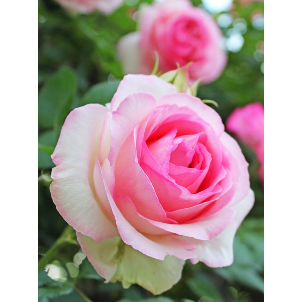 Rosa Pierre de Ronsard - Kletterrose