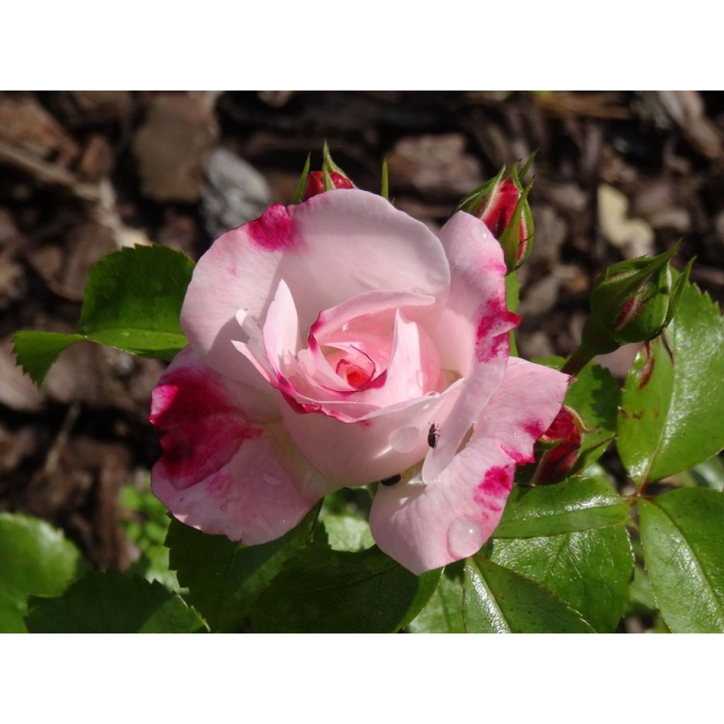 Rosa Rosenstadt Freising - Beetrose