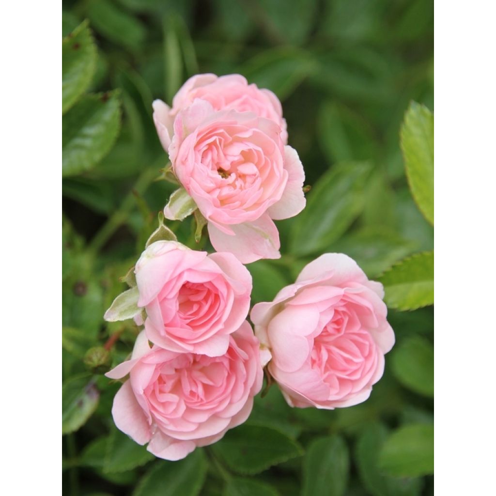 Rosa The Fairy - Bodendecker-Rose