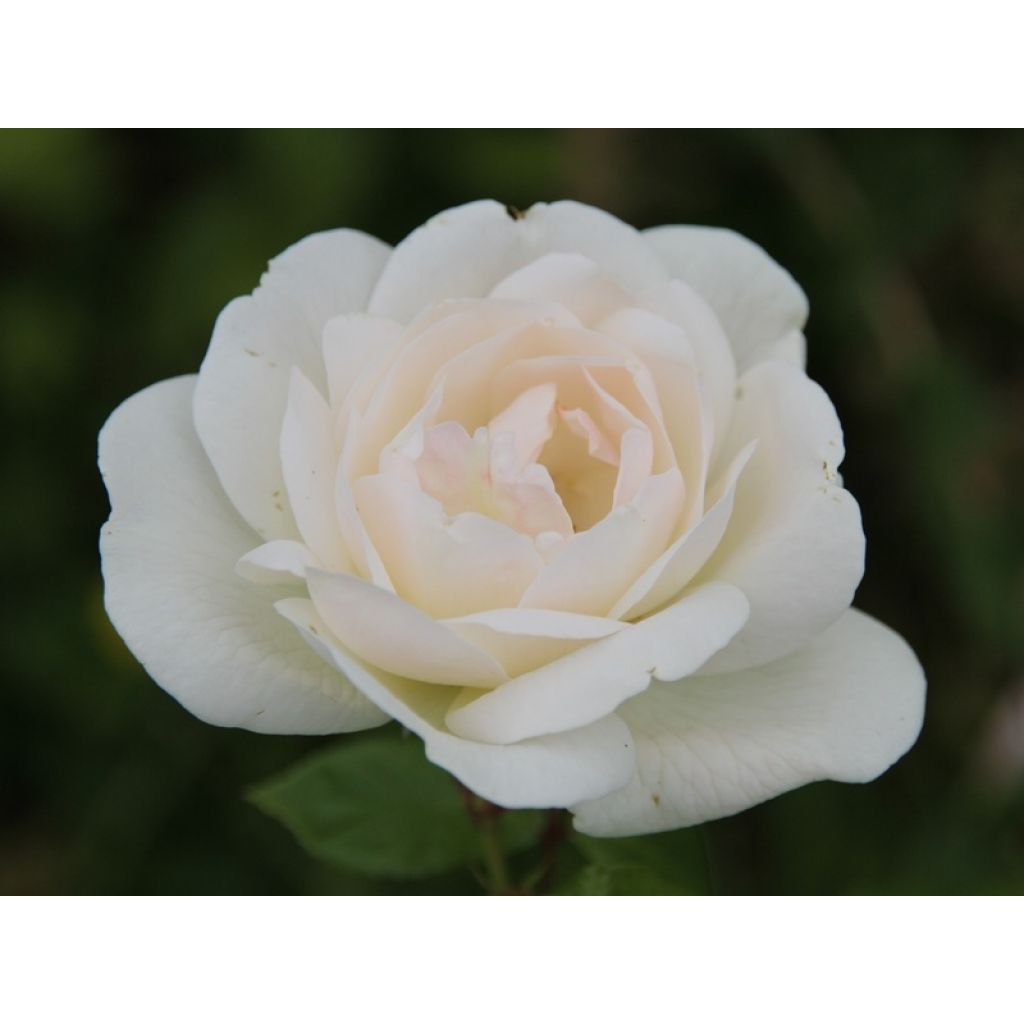 Rosa White Symphony - Edelrose