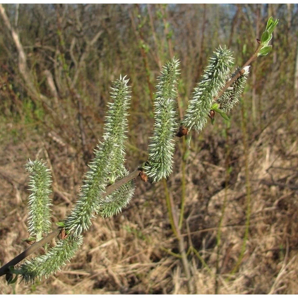 Kriech Weide - Salix tetrapla