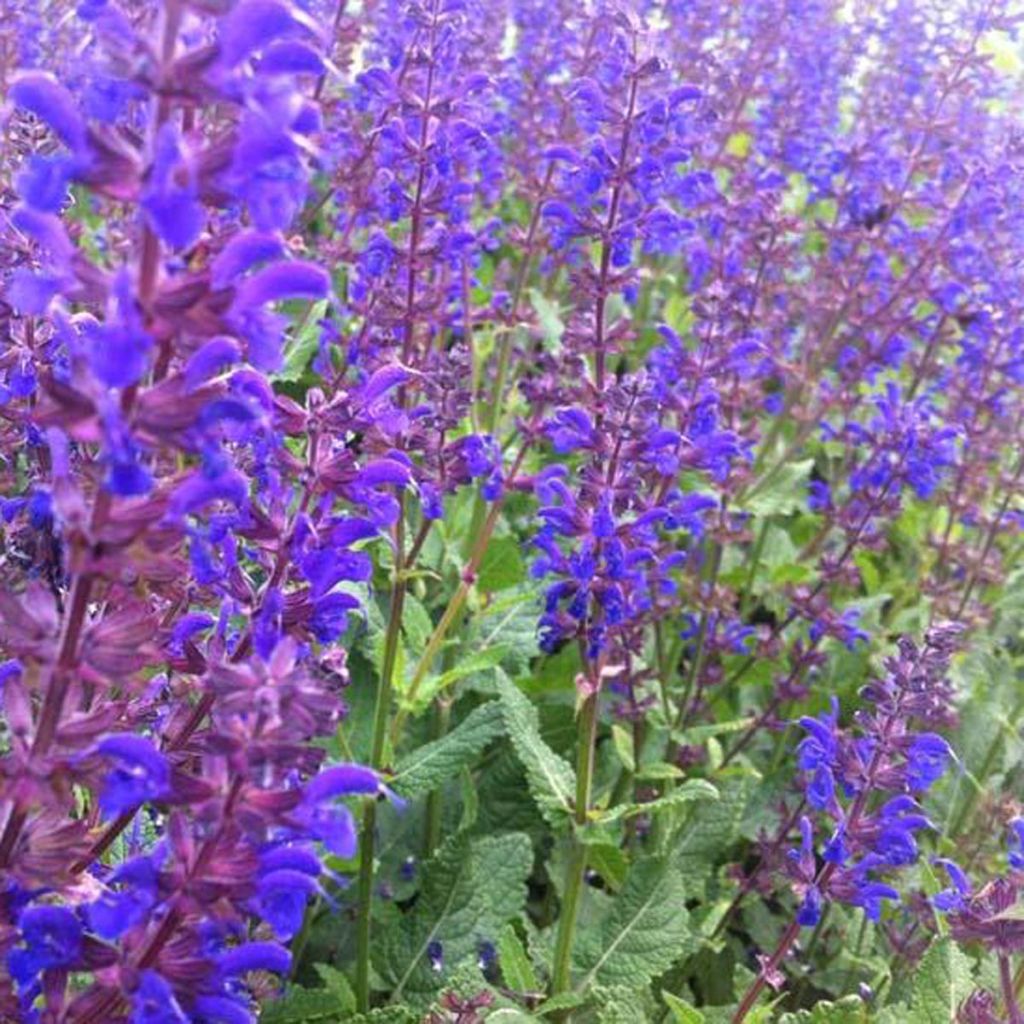 Salvia nemorosa Viola Klose - Steppen-Salbei