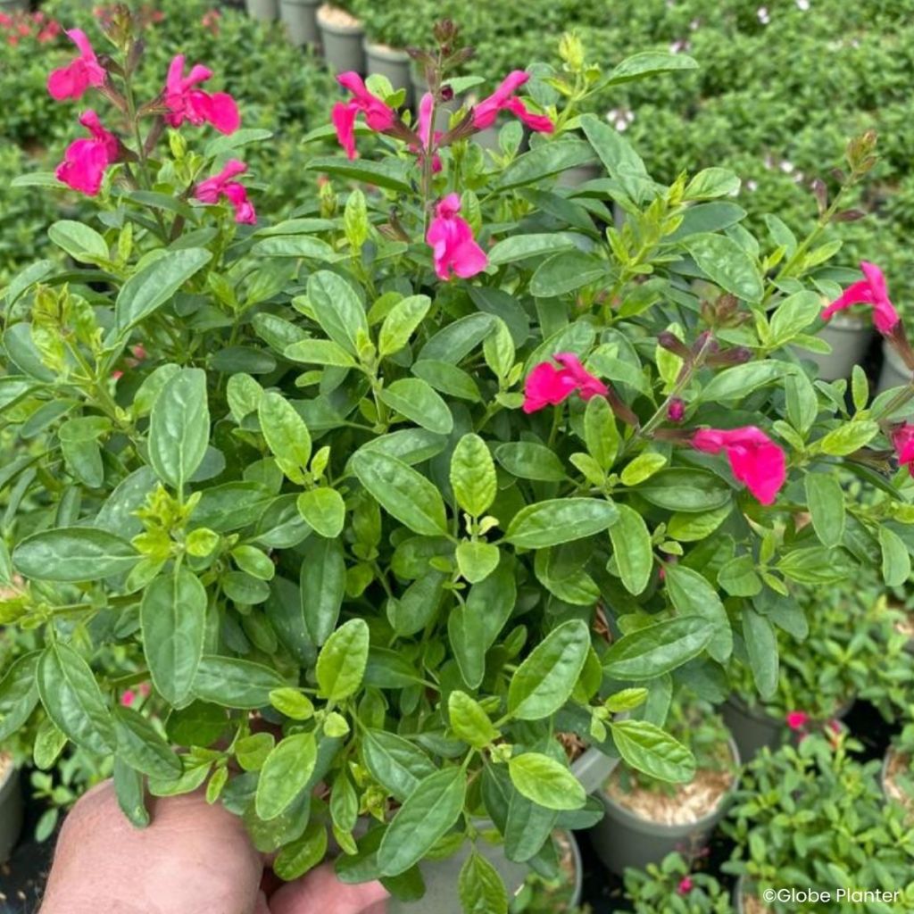 Salvia greggii Mirage Hotpink - Strauchiger Salbei