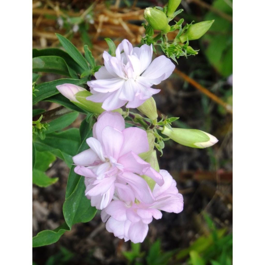 Saponaria officinalis Rosea Plena - Gemeines Seifenkraut