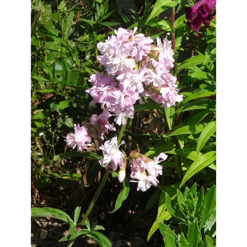 Saponaria officinalis Rosea Plena - Gemeines Seifenkraut