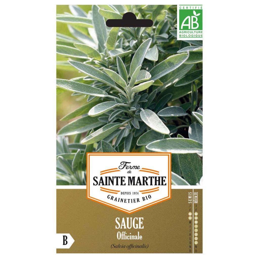 Echter Salbei - Salvia officinalis B