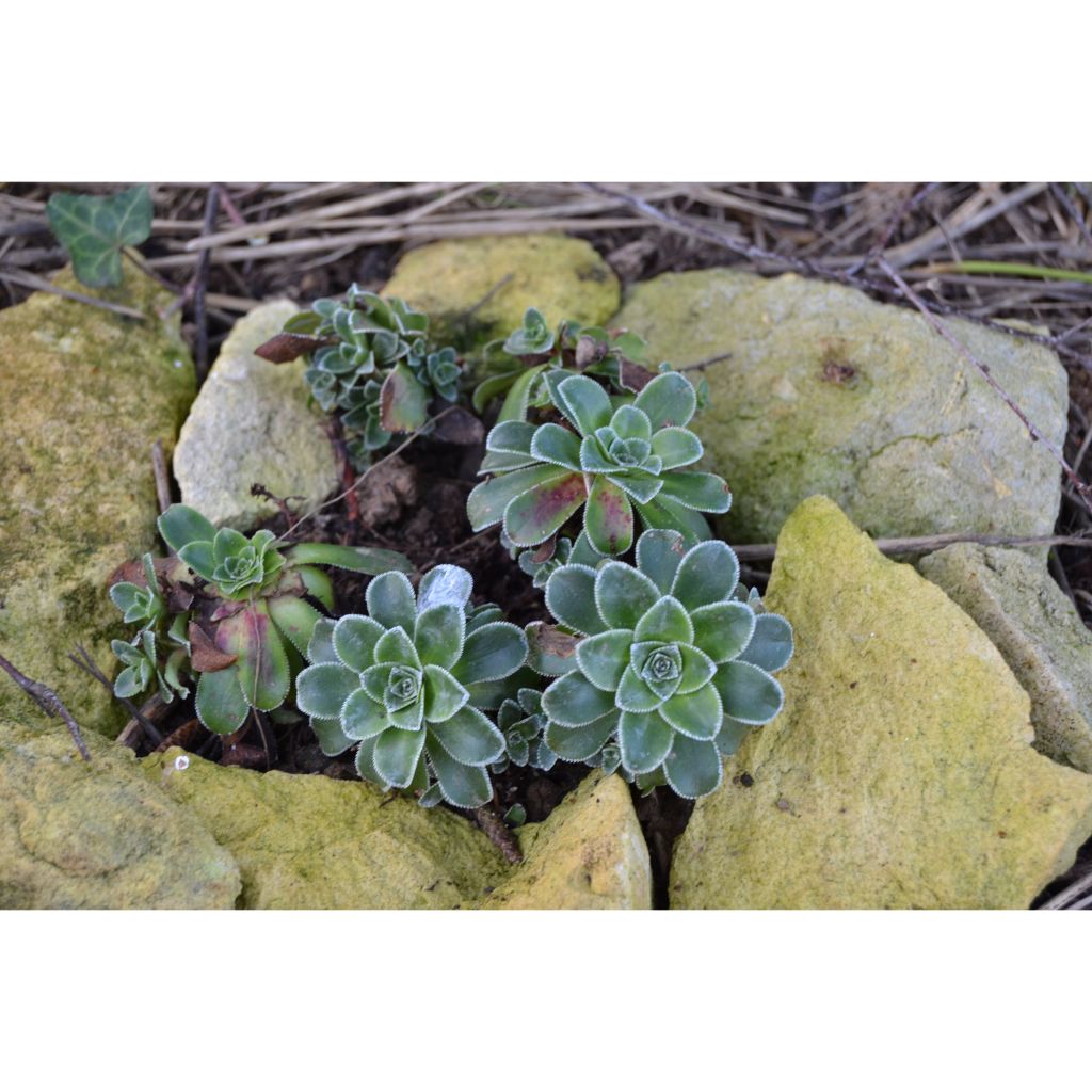 Saxifraga cotyledon Southside Seedling - Strauß-Steinbrech