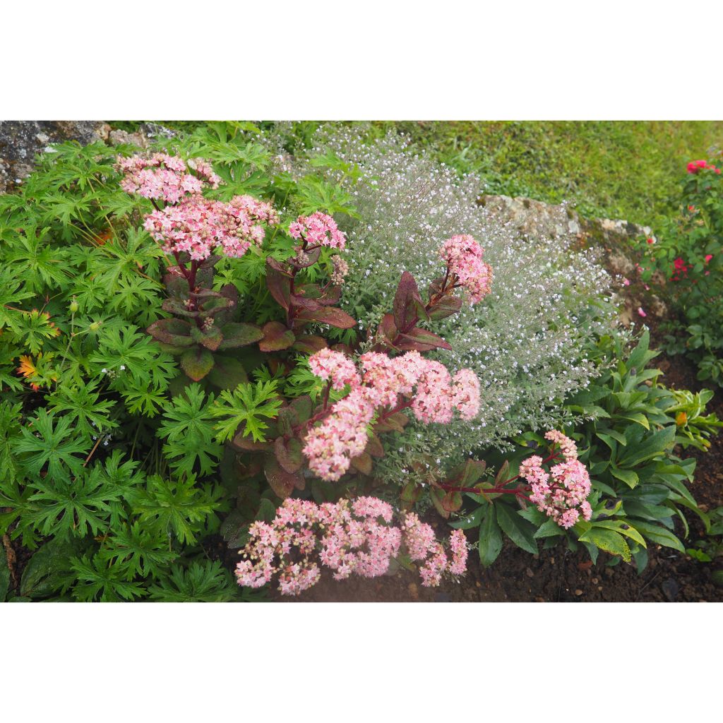 Fetthenne Matrona - Sedum