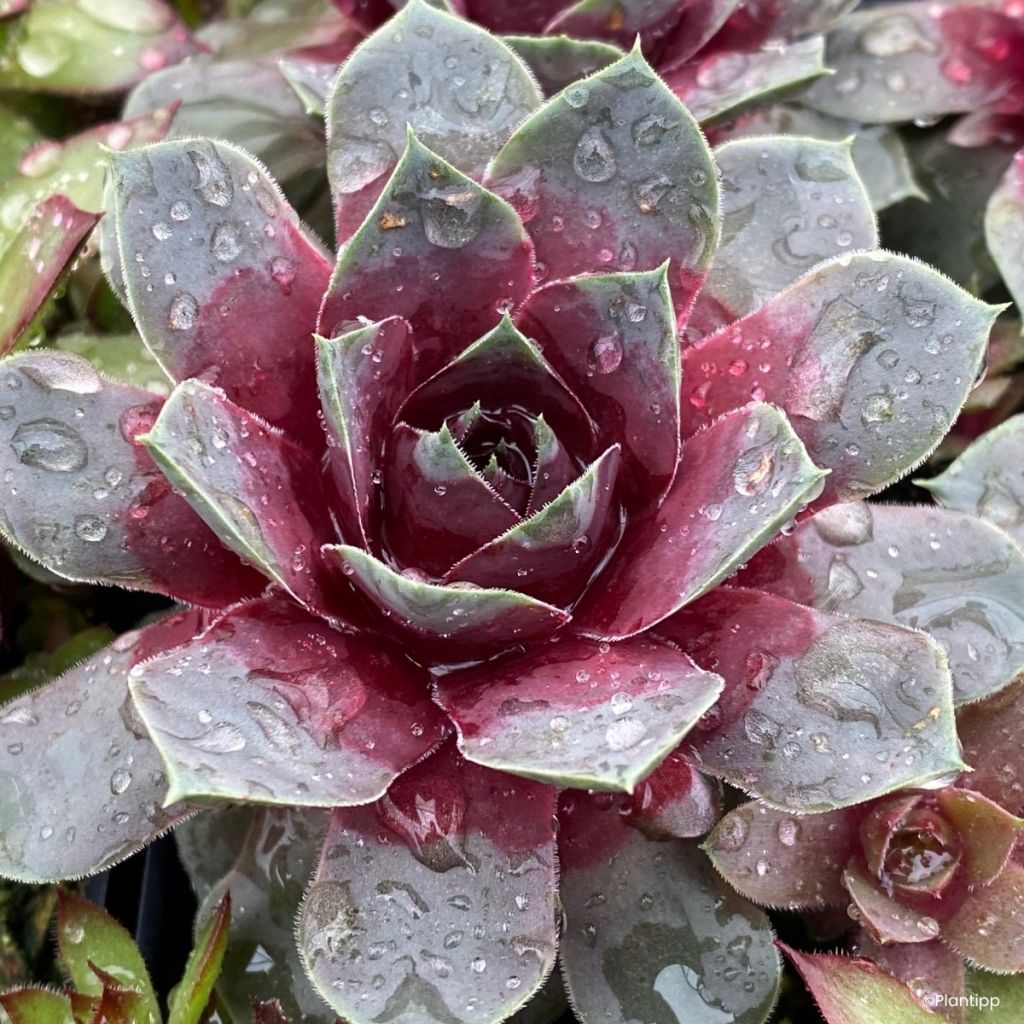 Hauswurz Chick Charms Giants Steel Appeal - Sempervivum