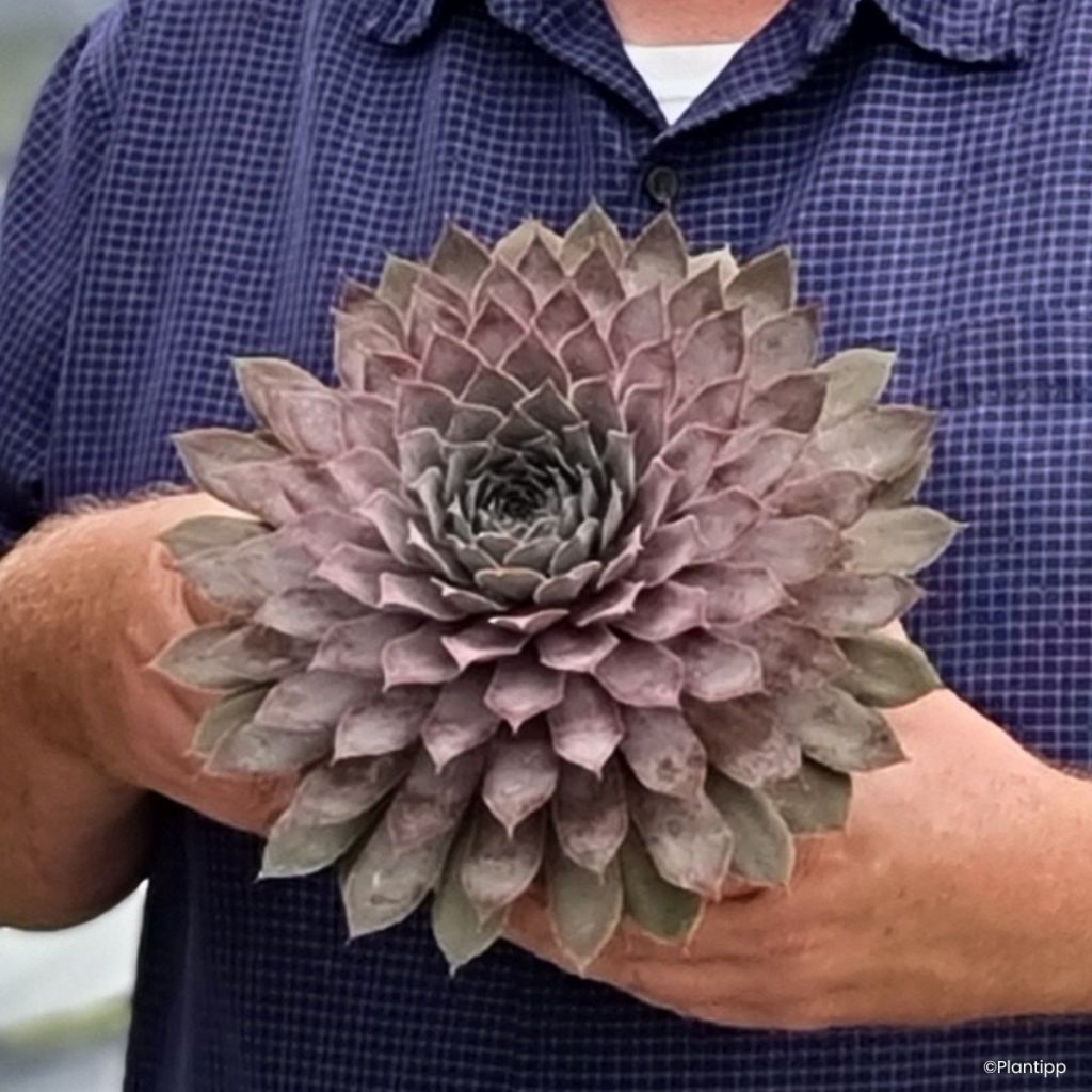 Hauswurz Chick Charms Giants Steel Appeal - Sempervivum