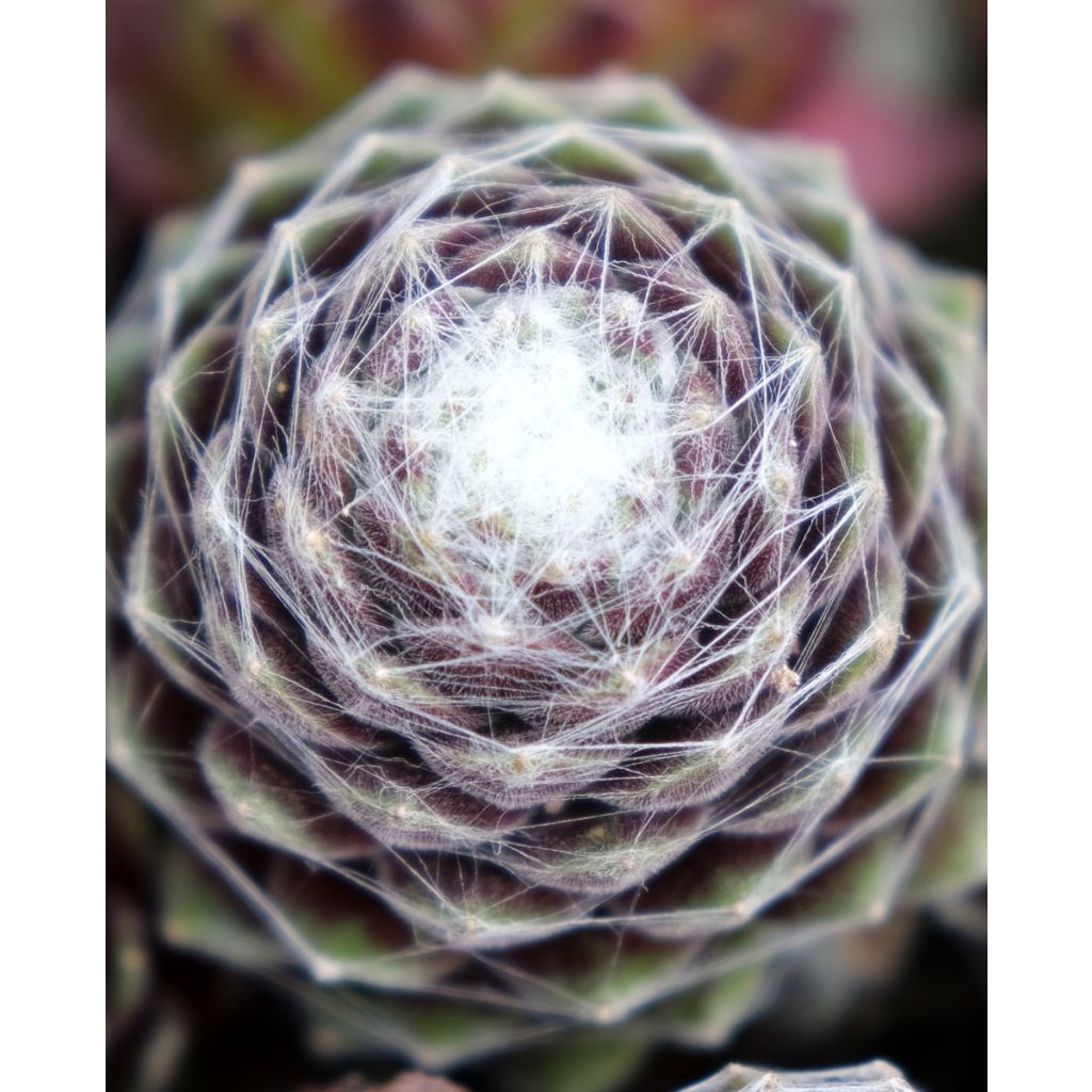Hauswurz Chick Charms Cotton Candy - Sempervivum