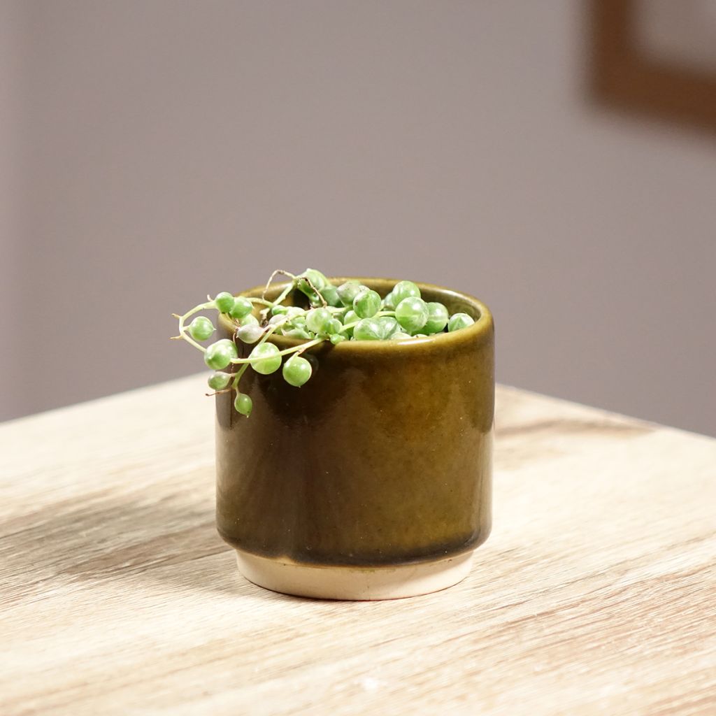 Erbsenpflanze - Senecio rowleyanus variegata