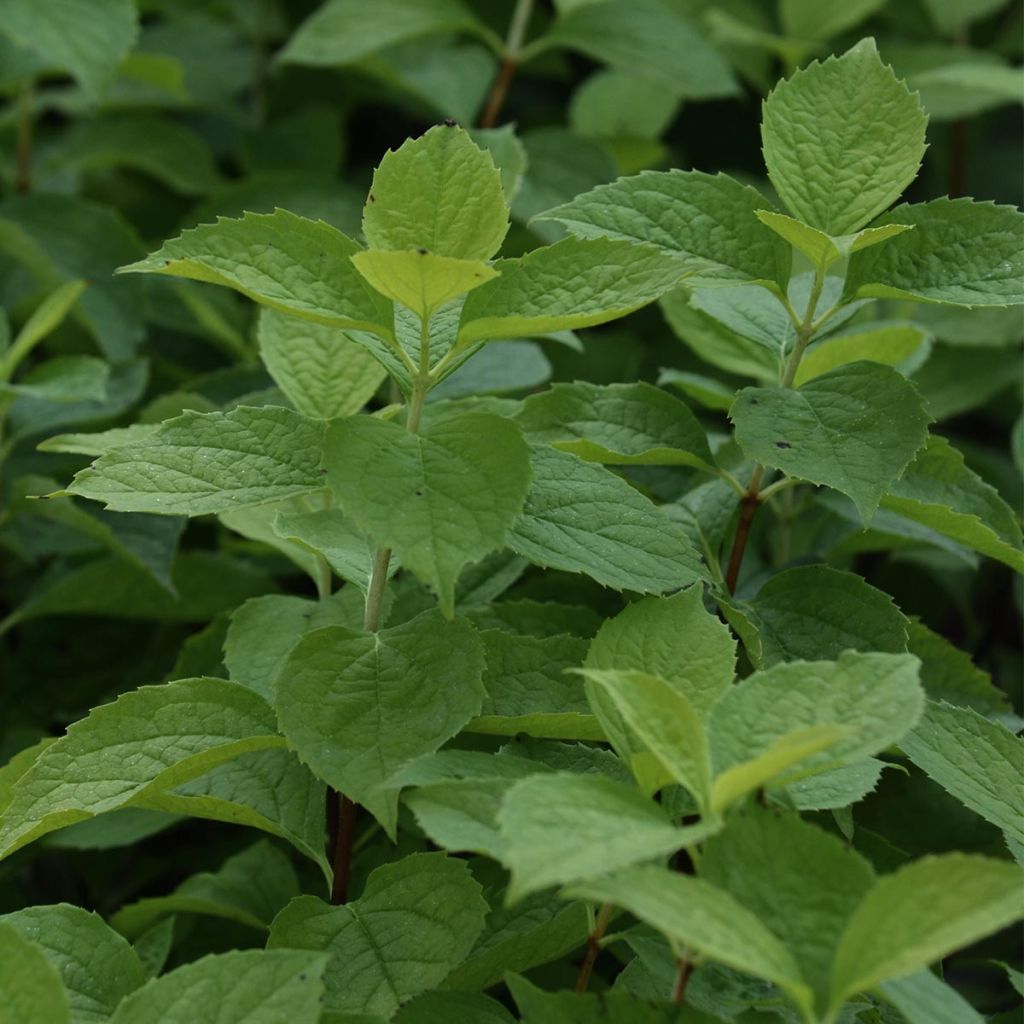 Europäischer Pfeifenstrauch Aureus - Philadelphus coronarius