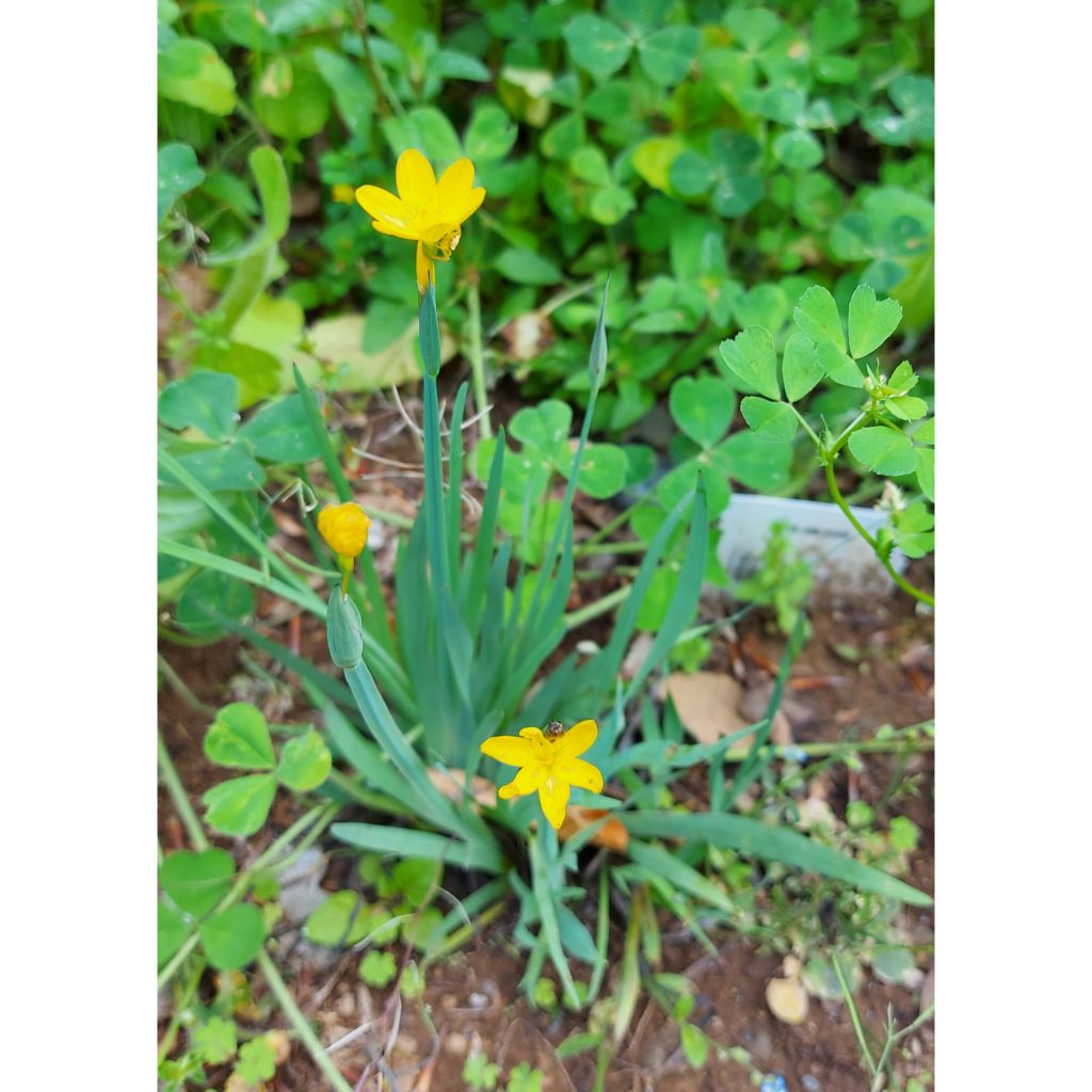 Sisyrinchium californicus - Binsenlilie
