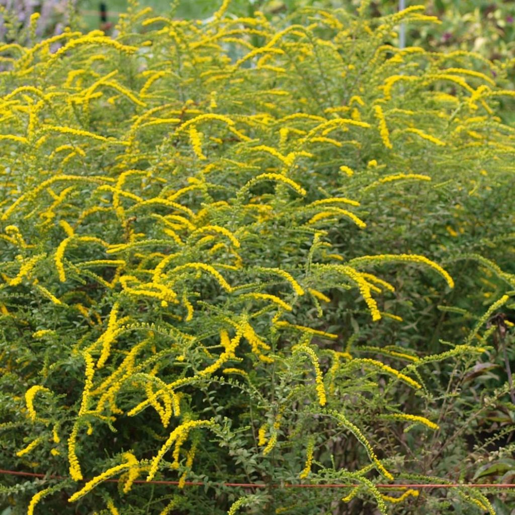 Goldrute Fireworks - Solidago rugosa