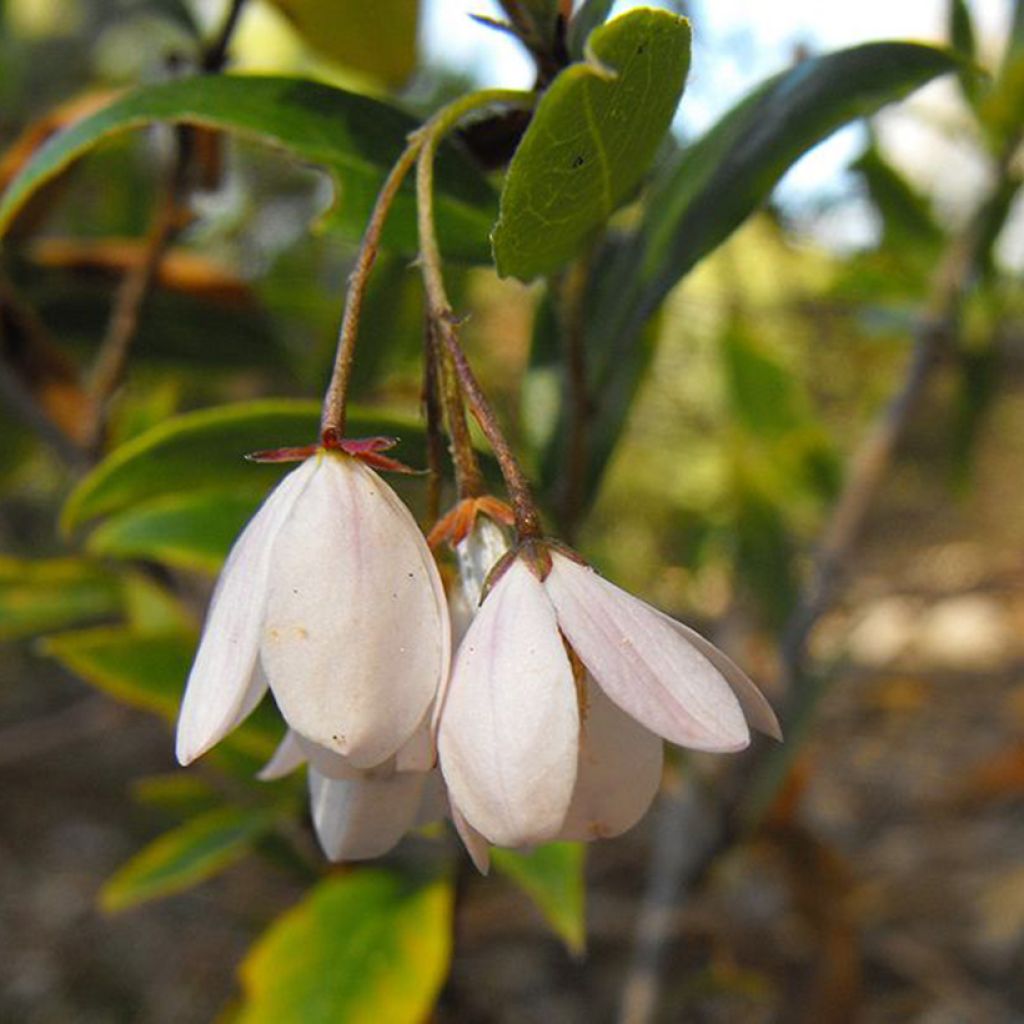 Sollya heterophylla Alba - Sollyie