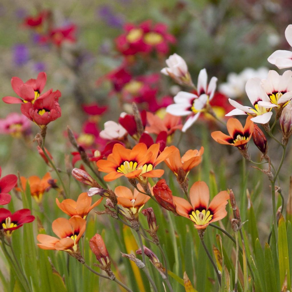 Sparaxis tricolor Mix - Fransenschwertel