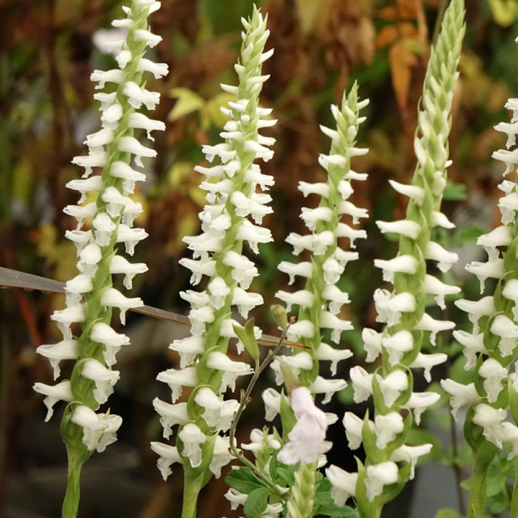 Spiranthes cernua var odorata Chadd's Ford - Drehwurz
