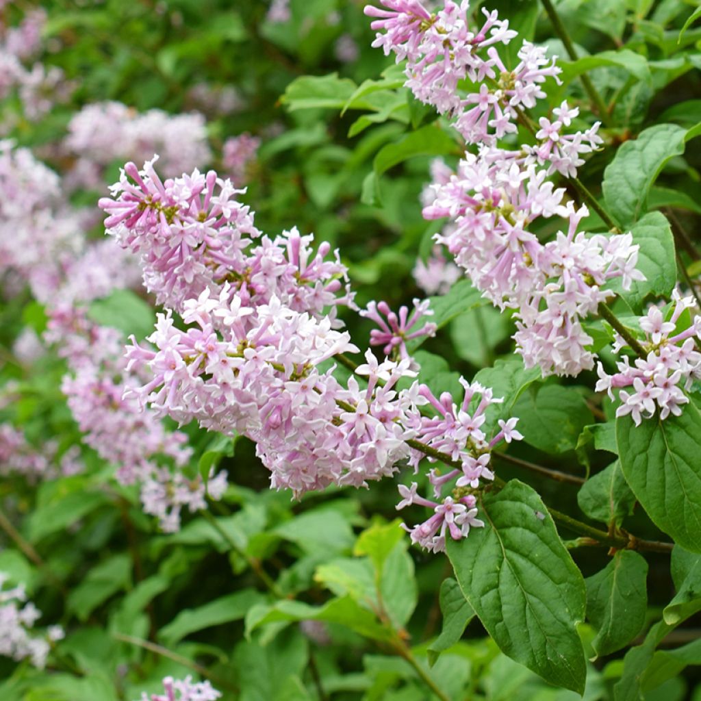 Ungarischer Flieder - Syringa josikae