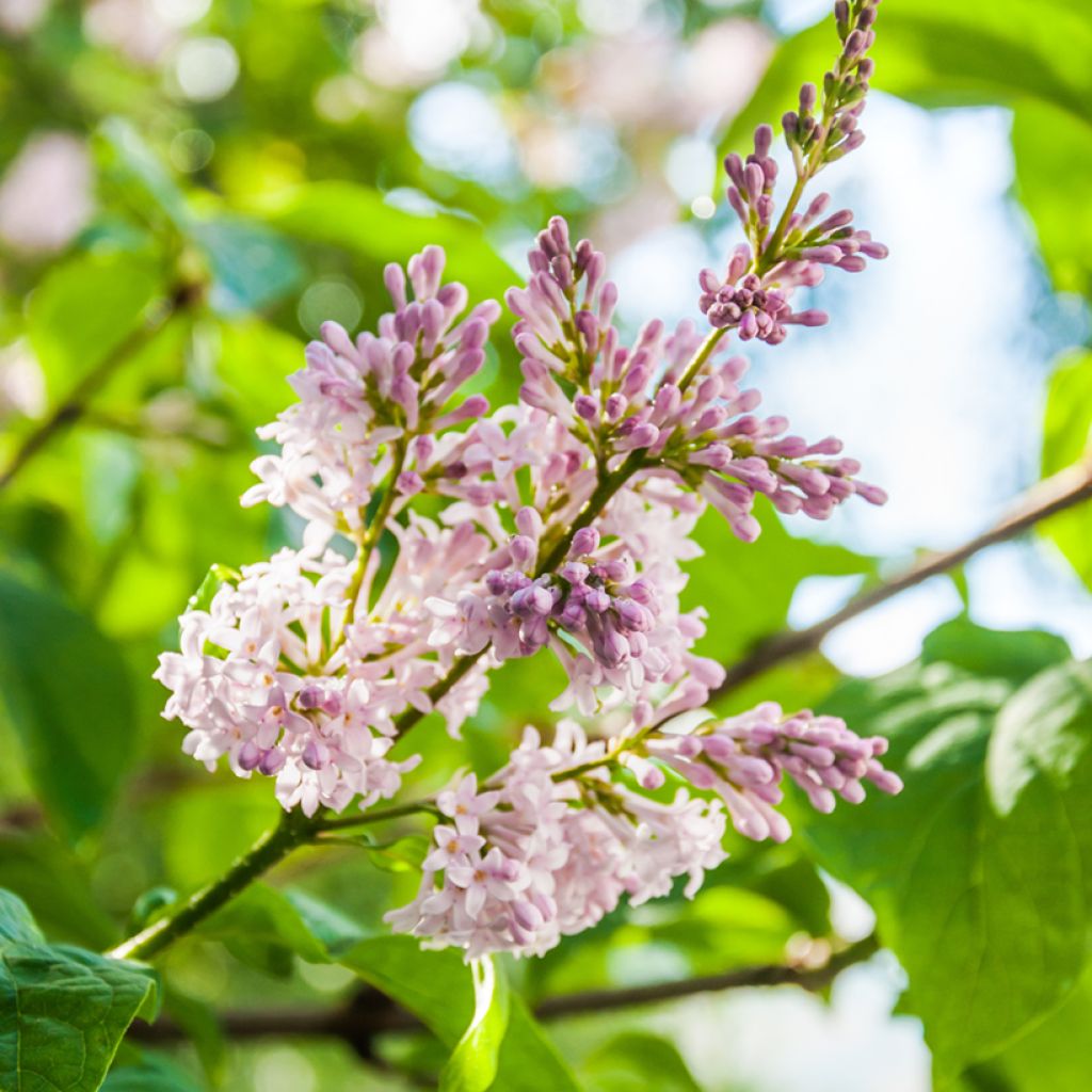 Ungarischer Flieder - Syringa josikae