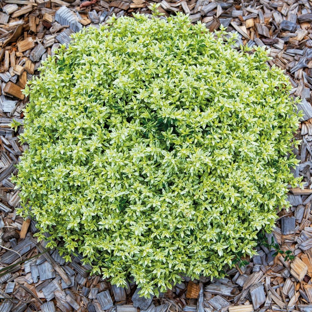 Teucrium lucidrys Lucky Gold - Immergrüner Gamander