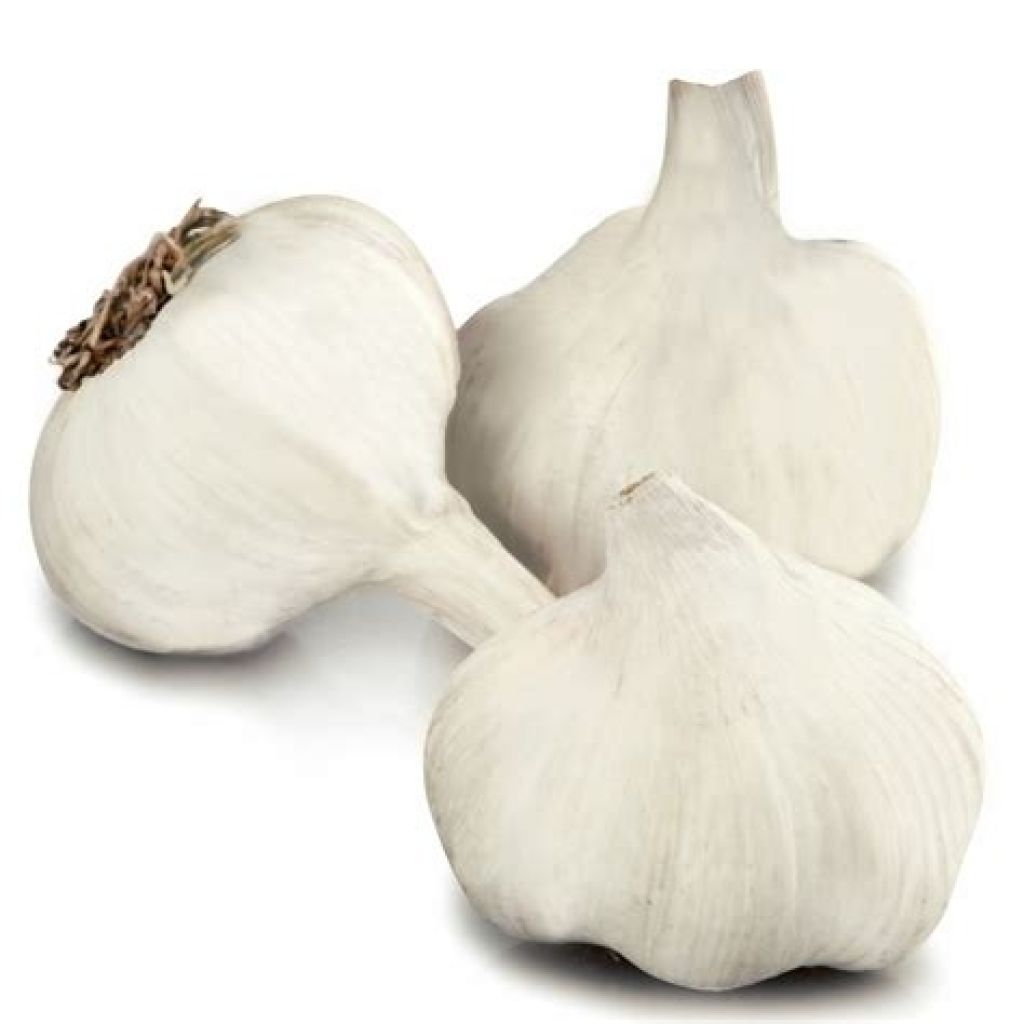 Knoblauch Therador