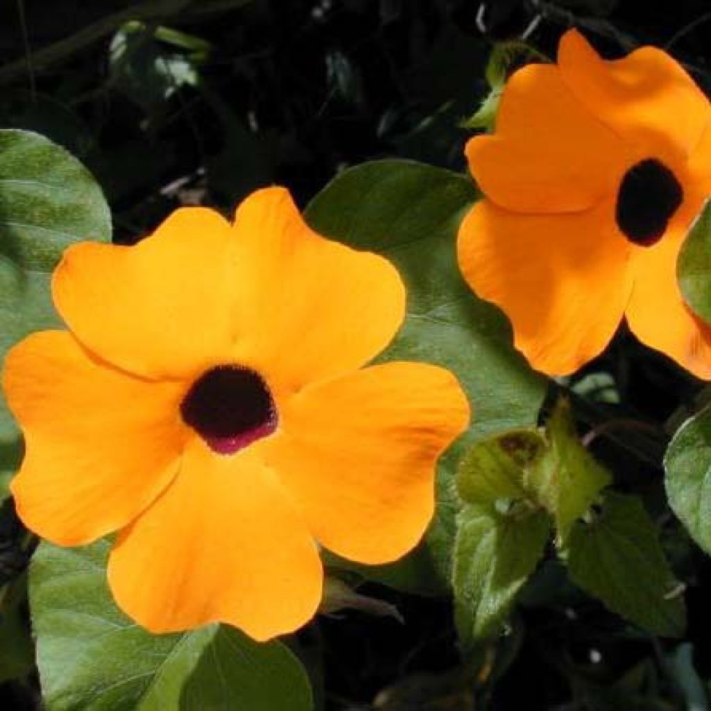 Thunbergia alata orange