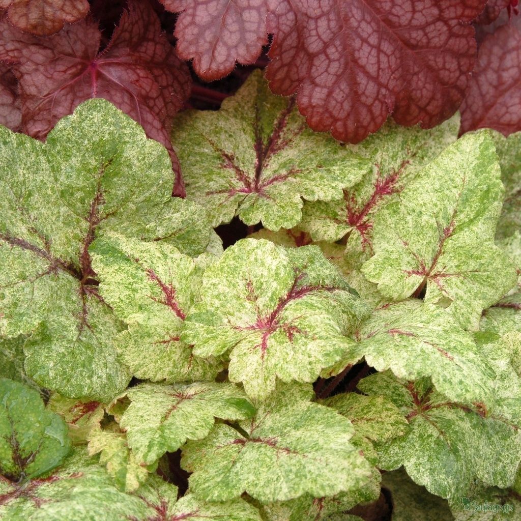 Tiarella Mystic Mist - Schaumblüte