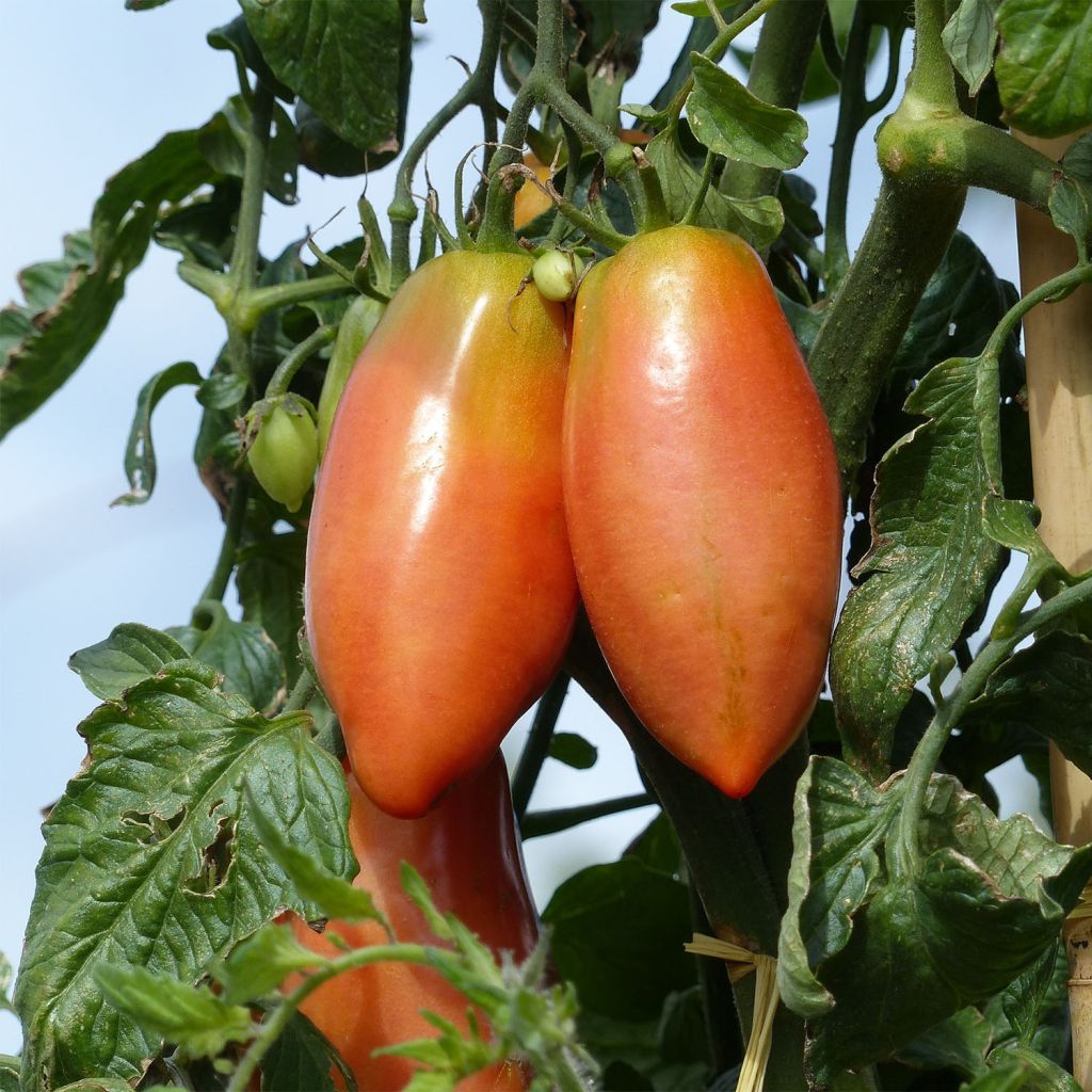 Tomate Cornabel F1 (Veredelte Tomate)