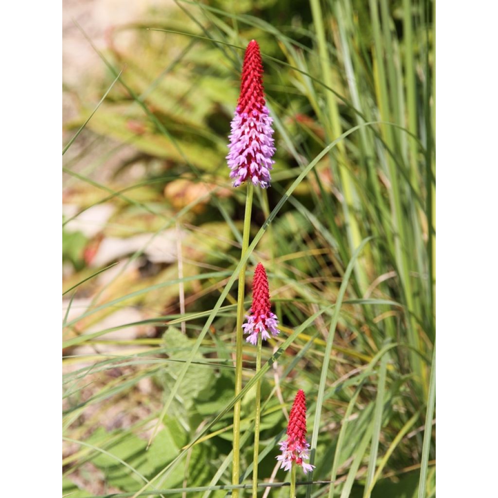 Primula vialii - Primel
