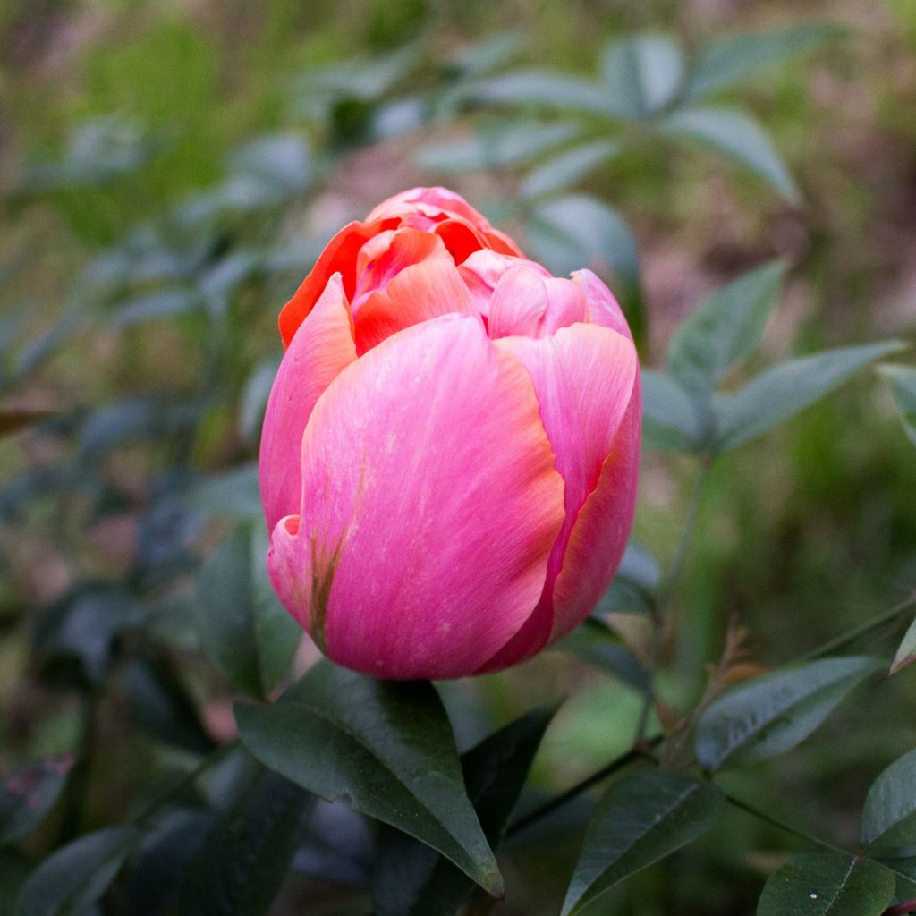 Späte Gefüllte Tulpe Menton Unique