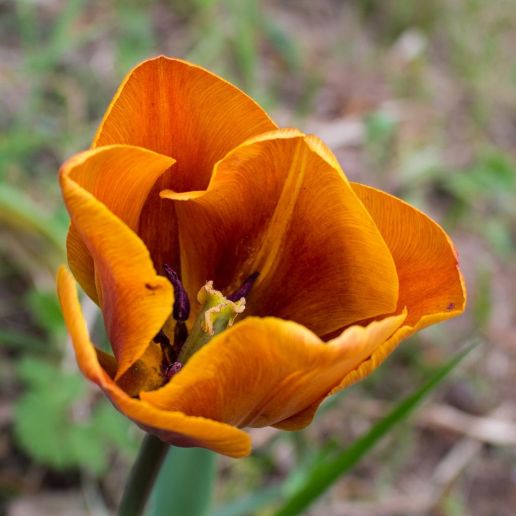 Triumph-Tulpe Cairo