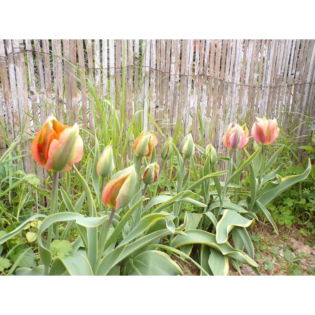 Viridiflora-Tulpe Artist