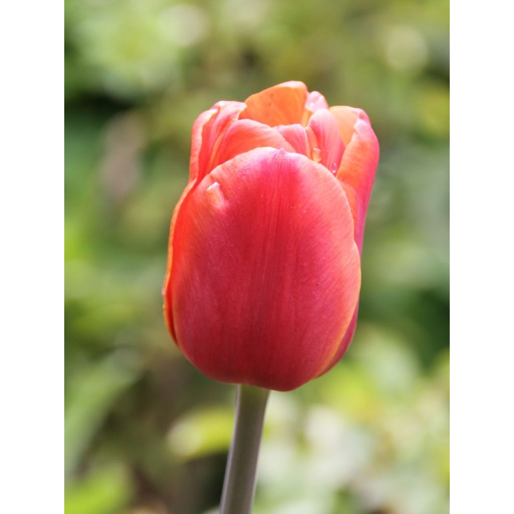 Triumph-Tulpe Brown Sugar
