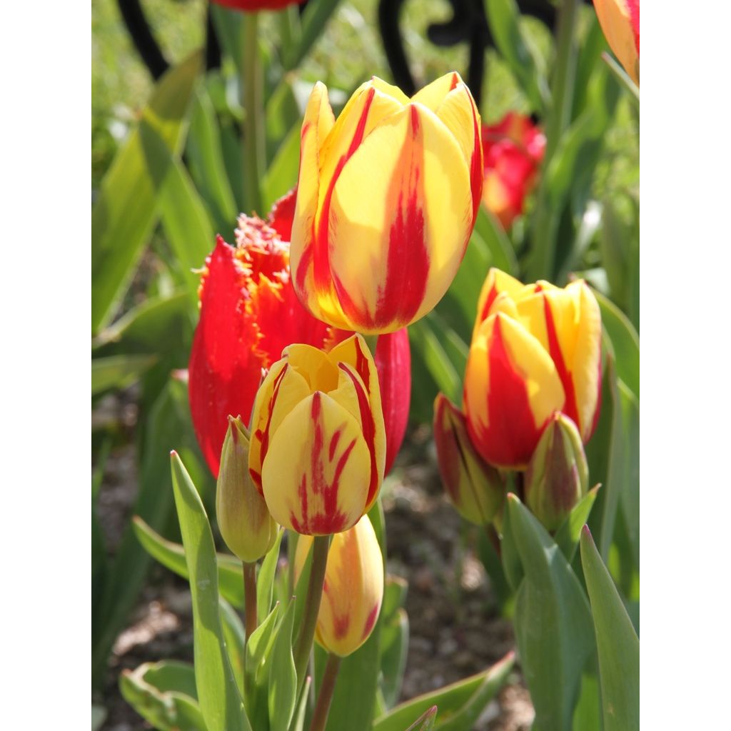 Mehrblütige Tulpe Colour Spectacle