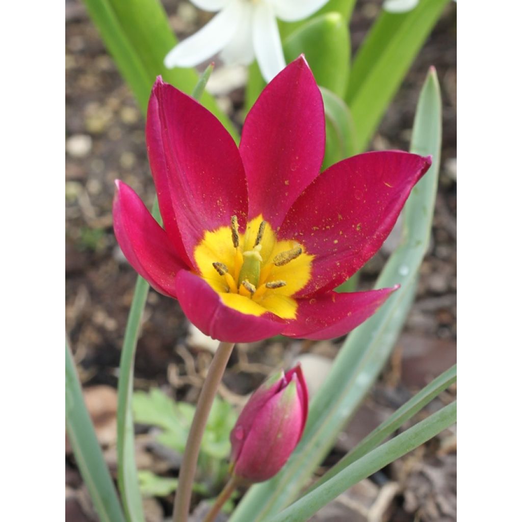 Tulipa humilis Violacea Yellow Base - Niedrige Tulpe