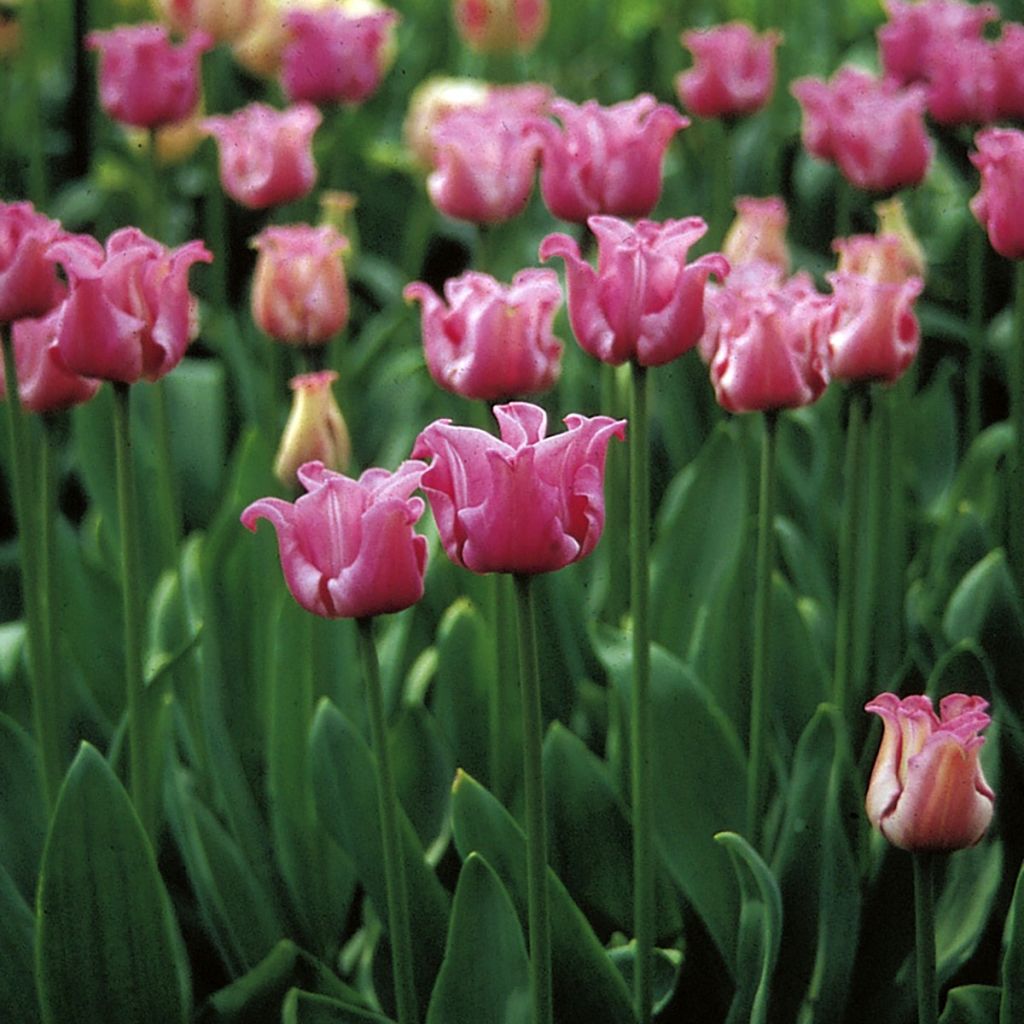 Coronet-Tulpen Picture