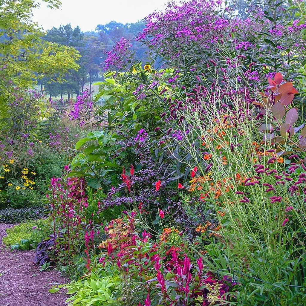 Vernonia gigantea - Vernonie géante