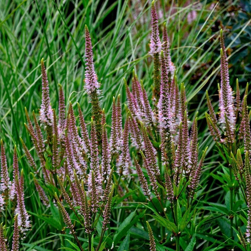 Veronicastrum virginicum Erica - Virginischer Arzneiehrenpreis