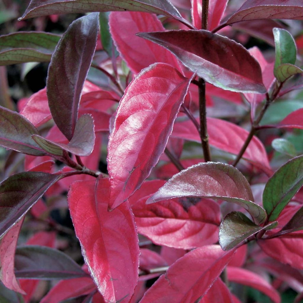 Schneeball Le Bois Marquis - Viburnum