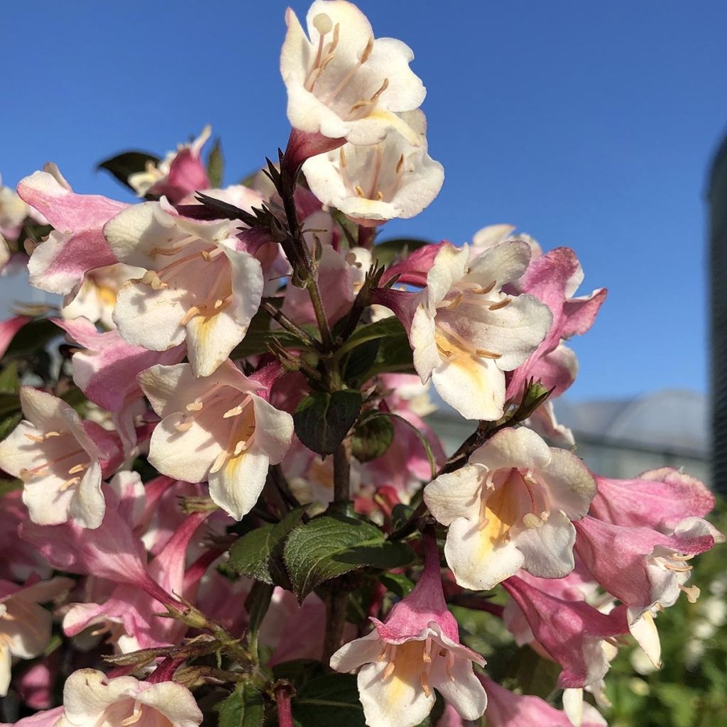 Weigela florida Vintage Love
