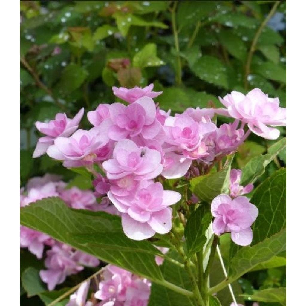 Hydrangea macrophylla You and Me Romance - Bauernhortensie