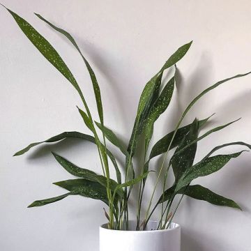 Aspidistra Milky way - Schusterpalme