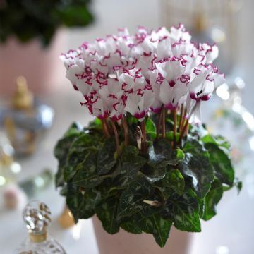 Cyclamen Mini Absolu - Zimmer-Alpenveilchen