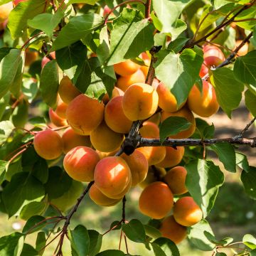 Aprikose Agostino - Prunus armeniaca
