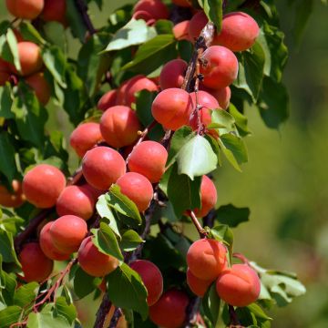 Aprikose Madrigal - Prunus armeniaca